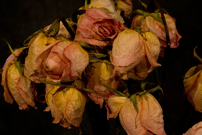 Roses Dried Cluster